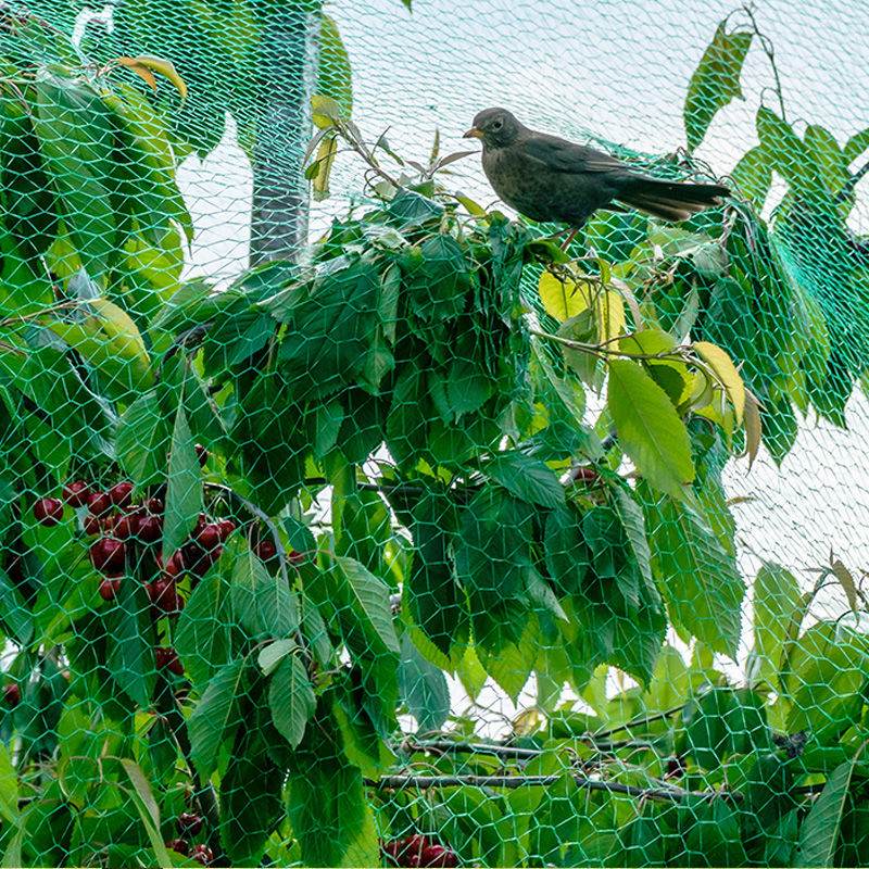 Die Rolle des Vogelschutznetzes im Obstgarten und wie man ein Vogelschutznetz auswählt