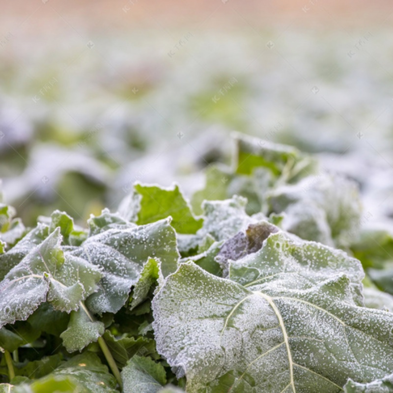 Die Verwendungs- und Wartungsfähigkeiten von Frostschutznetzen