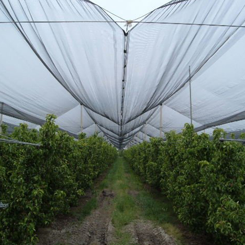 Landwirte finden Schutz und höhere Erträge mit HDPE-Vogelschutznetzen