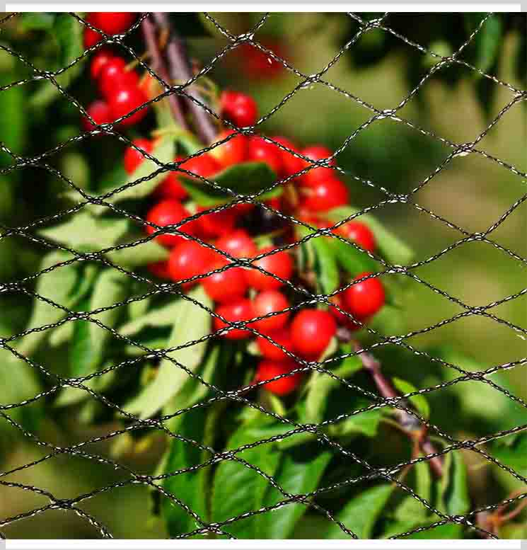 Schädigen Vogelnetze Ihre Ernte?